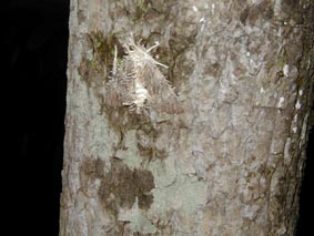 �K���h���i�K�~�c�u�^�P�̎ʐ^