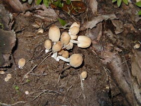 �L�����^�P�̎ʐ^