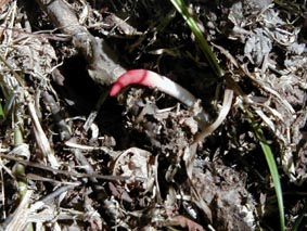 �L�c�l�m�G�t�f�̎ʐ^