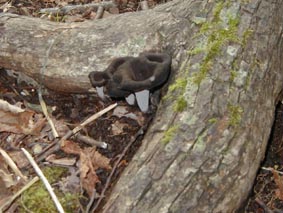 �N�����b�p�^�P�̎ʐ^