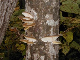 ���L�^�P�̎ʐ^