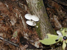 �k�����c�o�^�P�̎ʐ^