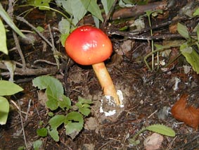 �^�}�S�^�P�̎ʐ^