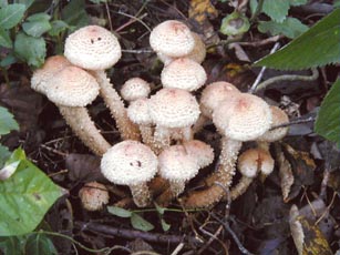 �c�`�X�M�^�P�̎ʐ^