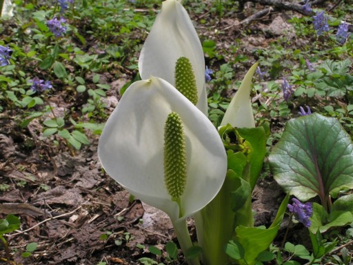 �~�Y�o�V���E�̎ʐ^