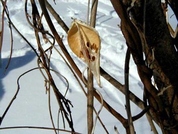 �K�K�C���̉ʎ��̎ʐ^