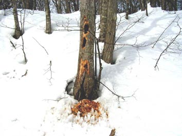 �N�}�Q���H���̎ʐ^