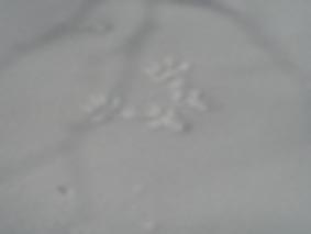 ���X���Ղ̎ʐ^