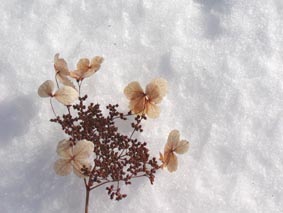 �c���A�W�T�C�̉ʎ��̎ʐ^