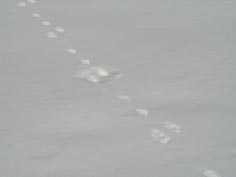 �E�T�M�̑��Ղ̎ʐ^