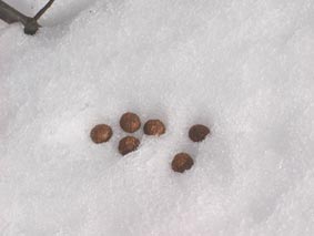 �E�T�M�̕��̎ʐ^