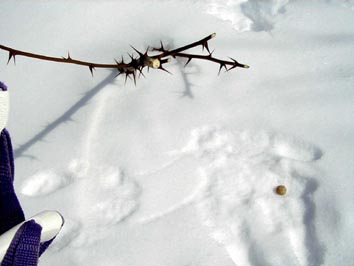 �E�T�M�H���̎ʐ^