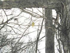 �E�X�^�r�K�̖��̎ʐ^